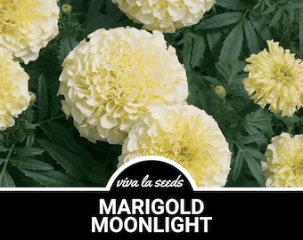 Marigold, African Moonlight | 50  Seeds | Stunning White Blooms | Heirloom | Tagetes patula