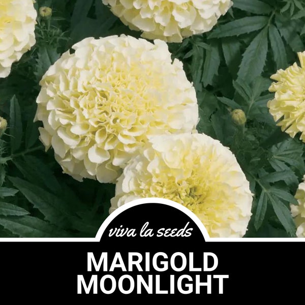 Marigold, African Moonlight | 50  Seeds | Stunning White Blooms | Heirloom | Tagetes patula