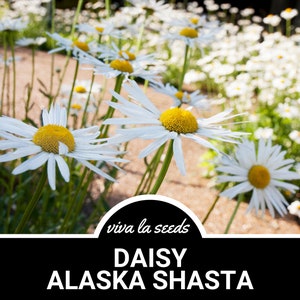 Daisy, Alaska Shasta | 100 Seeds | Heirloom Flower | Large White Blooms | Cottage Garden |  Chrysanthemum maximum