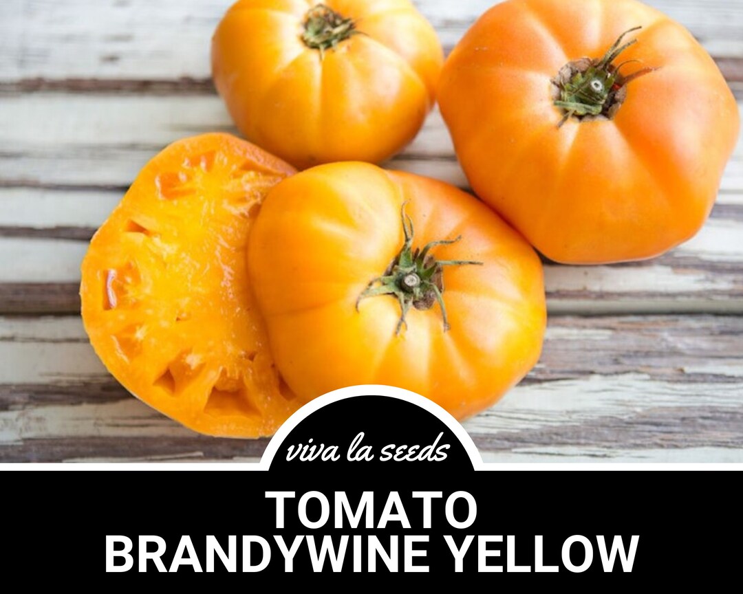 Tomato, Brandywine Yellow 50 Seeds Heirloom Vegetable Indeterminate