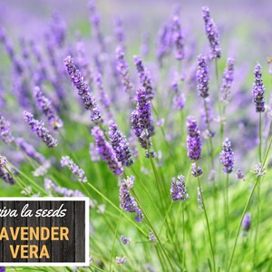 Lavender, Vera 100 Seeds Medicinal Culinary Herb Non GMO Lavandula angustifolia image 8