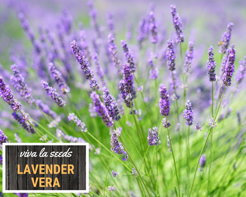 Lavender, Vera 100 Seeds Medicinal Culinary Herb Non GMO Lavandula angustifolia image 8