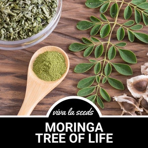 Moringa, Tree of Life | 10 Seeds | Heirloom | Miracle Tree | Drumstick Tree | Water Purifier | Moringa oleifera