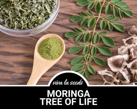 Moringa, Tree of Life | 10 Seeds | Heirloom | Miracle Tree | Drumstick Tree | Water Purifier | Moringa oleifera