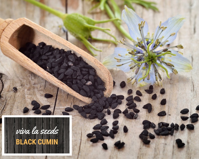 May include: A wooden scoop filled with black cumin seeds, spilling onto a wooden surface. A light blue flower with green stems is in the background. The text "viva la seeds BLACK CUMIN" is on a black and white woodgrain background.