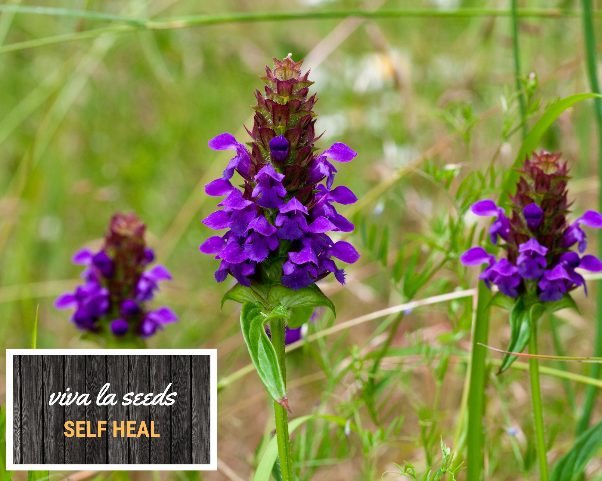 Self Heal | Heal All | 50 Seeds | Medicinal Herb | Easy to Grow | Non ...