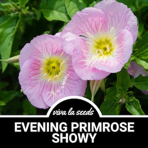 Evening Primrose, Showy | Pink Ladies | 100 Seeds | Heirloom | Oenothera speciosa