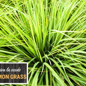 May include: Close-up of vibrant green lemongrass. The image features long, slender leaves with a bright, fresh appearance. A white box with the text "viva la seeds LEMON GRASS" is in the lower left corner. The plant is a popular herb used in cooking.