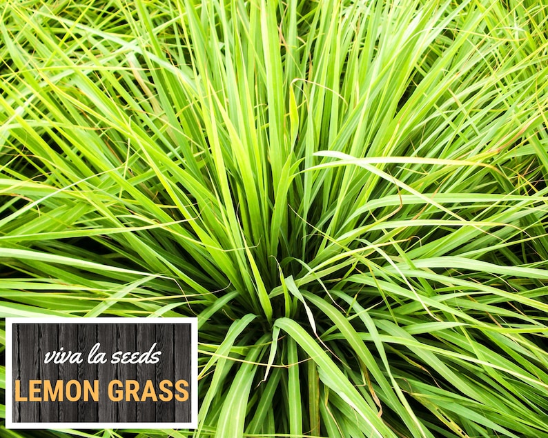 May include: Close-up of vibrant green lemongrass. The image features long, slender leaves with a bright, fresh appearance. A white box with the text "viva la seeds LEMON GRASS" is in the lower left corner. The plant is a popular herb used in cooking.