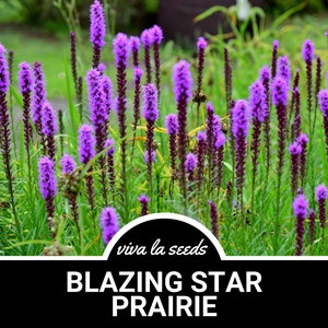 Blazing Star, Prairie | 50 Seeds | Heirloom Perennial Flower | Tall Blooms | Liatris pycnostachya
