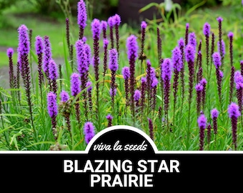 Blazing Star, Prairie | 50 Seeds | Heirloom Perennial Flower | Tall Blooms | Liatris pycnostachya