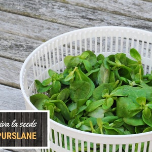 May include: A white salad spinner filled with fresh green purslane leaves. The text "viva la seeds Purslane" is visible in the lower left corner of the image.