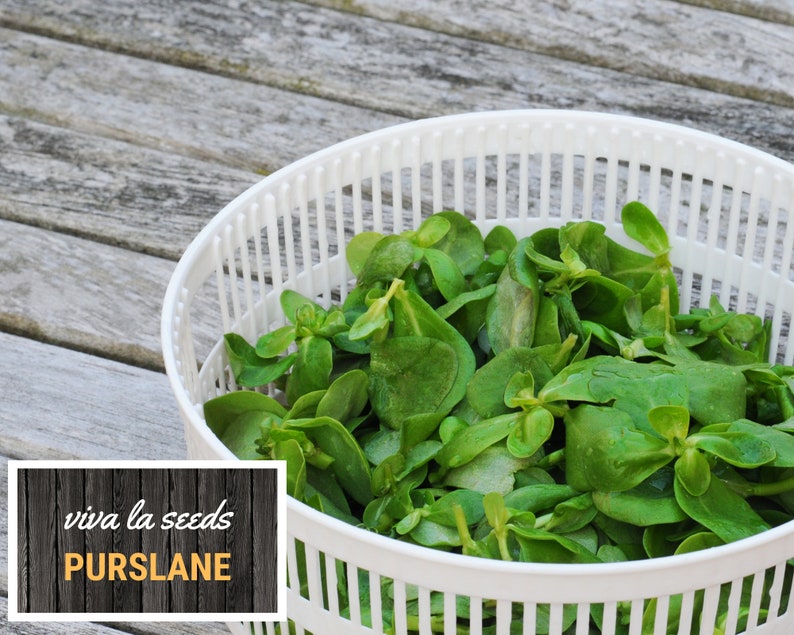 May include: A white salad spinner filled with fresh green purslane leaves. The text "viva la seeds Purslane" is visible in the lower left corner of the image.