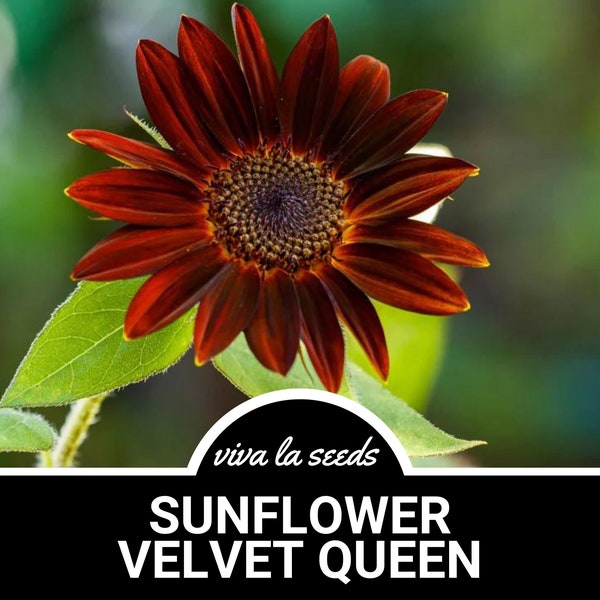 Sunflower, Velvet Queen | 25 Seeds | Culinary & Medicinal | Easy to Grow | Non GMO | Helianthus annuus