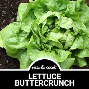 Lettuce, Buttercrunch | Butterhead | 500 Seeds | | Heirloom | Non-GMO | Lactuca sativa