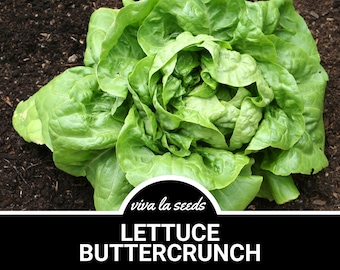 May include: A close-up of a head of green Buttercrunch lettuce. The lettuce is fresh and has a vibrant green color. The text "viva la seeds" and "LETTUCE BUTTERCRUNCH" is visible in the image.