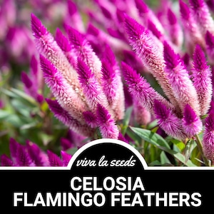 Celosia, Flamingo Feather | 40 Seeds | Heirloom Flower | Ornamental Grass | Landscaping Plant | Wheat Celosia | Celosia spicata