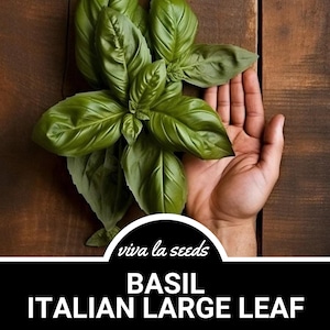 May include: A hand holding a bunch of fresh green basil leaves. The basil is labeled "Basil Italian Large Leaf" and "viva la seeds".
