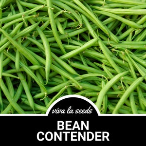 May include: A close-up image of a pile of fresh green string beans. The beans are long and slender, with a bright green color. The image is taken from a slightly elevated angle, giving a good view of the beans. The text "viva la seeds" and "BEAN CONTENDER" is visible at the bottom of the image.