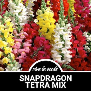 Snapdragon, Tetra Mix | 200 Seeds | Heirloom | Non-GMO | Antirrhinum majus