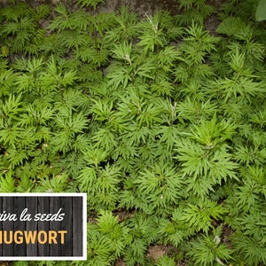 May include: A close-up image of a patch of green mugwort plants. The text "viva la seeds MUGWORT" is on a black and white wooden background.