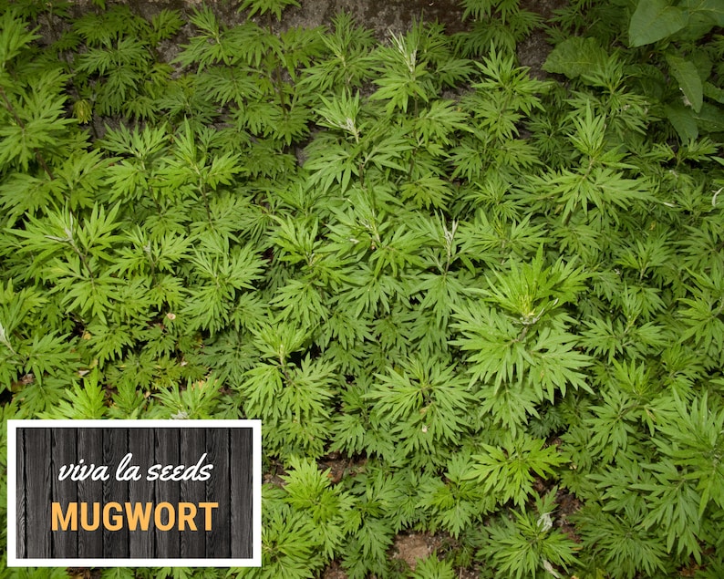 May include: A close-up image of a patch of green mugwort plants. The text "viva la seeds MUGWORT" is on a black and white wooden background.