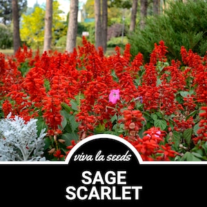 Sage, Scarlet | 100 Seeds | Heirloom Herb | Medicinal Plant | Red Blooms | Fragrant Flower | Salvia coccinea