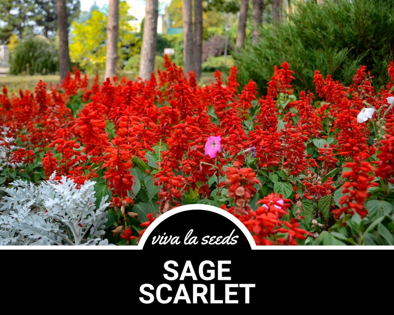 Puede incluir: Primer plano de un lecho de flores de salvia roja vibrante, con el texto "viva la seeds SAGE SCARLET" en la parte inferior de la imagen.