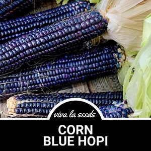 Corn, Blue Hopi | 30 Seeds | Heirloom Vegetable | Open Pollinated | Non-GMO | Zea mays