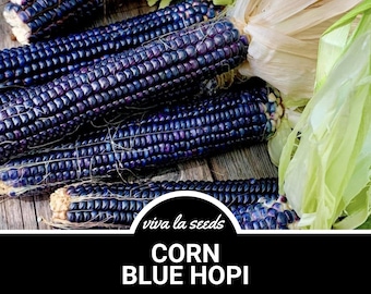 May include: Close-up of several ears of blue corn, also known as Hopi Blue Corn. The corn is arranged on a wooden surface. The text "viva la seeds" and "CORN BLUE HOPI" is visible in the image.
