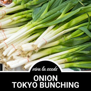 Onion, Tokyo Bunching | 200 Seeds | Heirloom Vegetable | Open Pollinated | Non GMO | Allium fistulosum