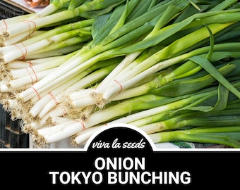 Onion, Tokyo Bunching | 200 Seeds | Heirloom Vegetable | Open Pollinated | Non GMO | Allium fistulosum