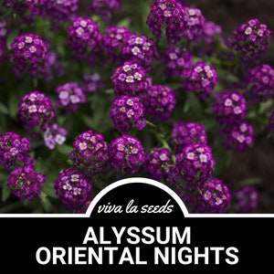 Alyssum, Oriental Nights | 100 Seeds | Heirloom Flower | Dark Purple Blooms | Deer Resistant | Lobularia maritima