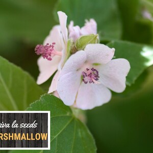 May include: A close-up of a white marshmallow flower with pink accents. The flower is in focus, while the green leaves behind it are blurred. The text "viva la seeds MARSHMALLOW" is visible in the lower left corner of the image.