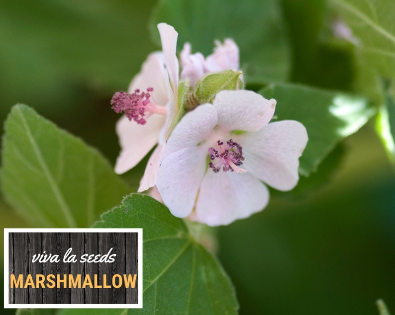 May include: A close-up of a white marshmallow flower with pink accents. The flower is in focus, while the green leaves behind it are blurred. The text "viva la seeds MARSHMALLOW" is visible in the lower left corner of the image.