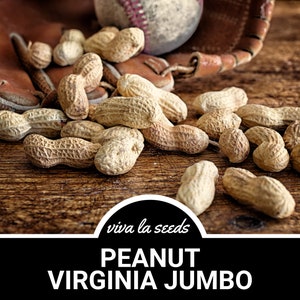 Peanuts, Virginia Jumbo | 10 Seeds | Heirloom | Non-GMO | Arachis hypogaea