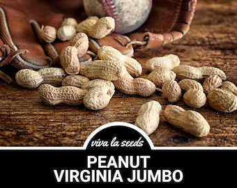 Peanuts, Virginia Jumbo | 10 Seeds | Heirloom | Non-GMO | Arachis hypogaea