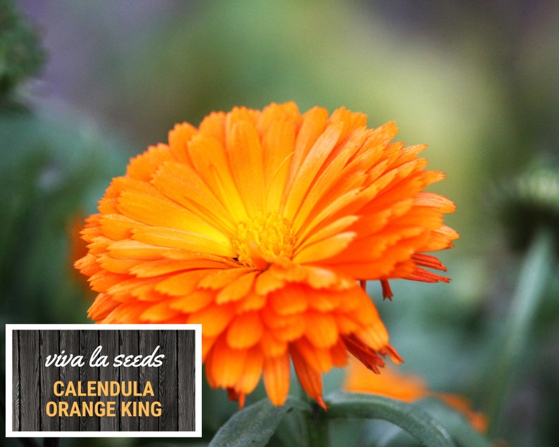 Calendula Orange King 100 Seeds Medicinal Herb Natural Mosquito Repellant Non GMO Calendula officinalis image 3