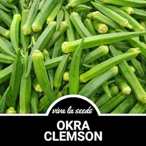 Okra, Clemson Spineless | 50 Seeds | Heirloom | Non-GMO | Abelmoschus esculentus