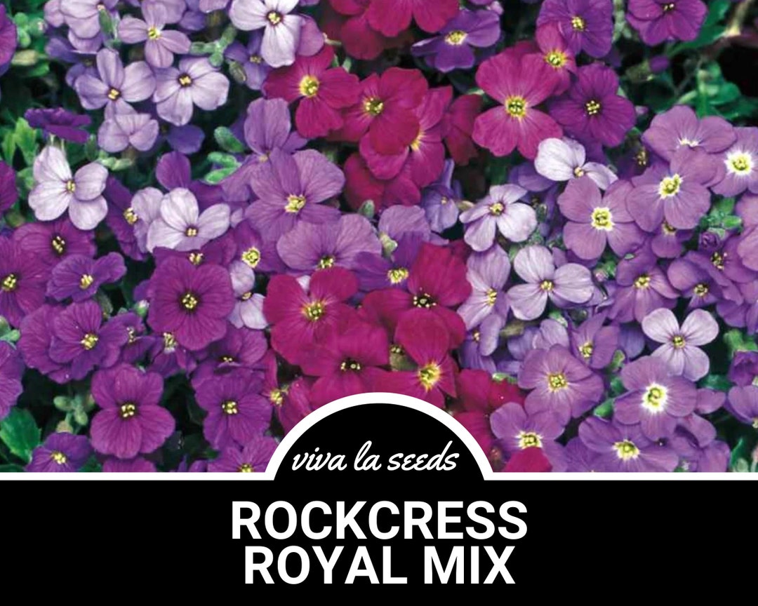 Rockcress, Royal Mix | 100 Seeds | Amazing Low Growing Perennial ...