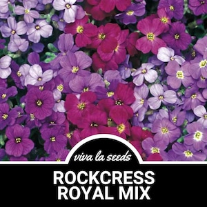 Rockcress, Royal Mix | 100 Seeds | Amazing Low Growing Perennial | Aubrieta deltoidea