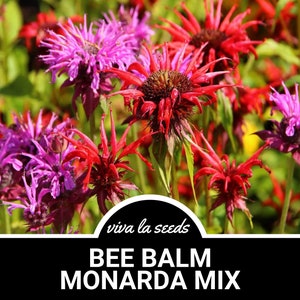 Bee Balm, Mondarda Mix | 20 Seeds | Medicinal | Culinary Herb | Heirloom | Non GMO | Monarda didyma