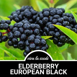 Elderberry, European Black | 50 Seeds | Medicinal | Culinary | Non GMO | Sambucus nigra