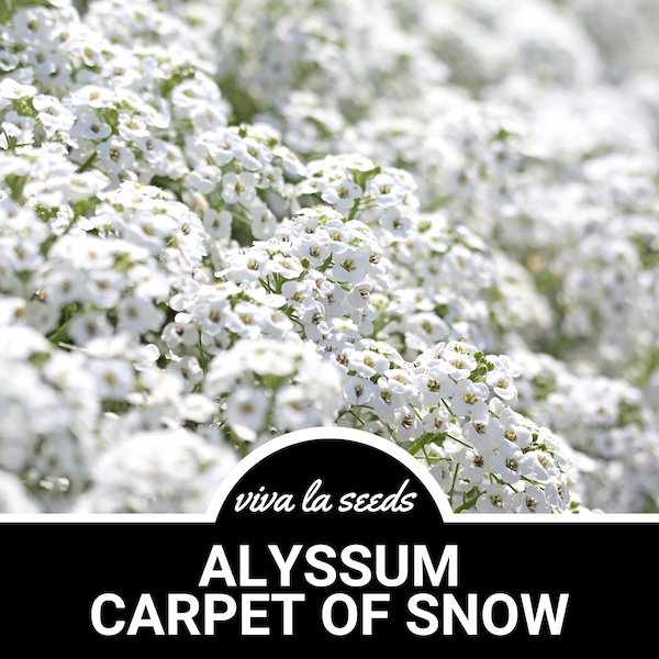 Alyssum, Carpet of Snow | 250 Seeds | Annual Flower | Lobularia maritima
