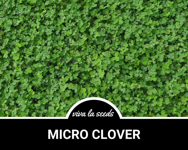 Clover, Micro (mini) | 10,000 Seeds | Lawn Alternative | Ground Cover ...