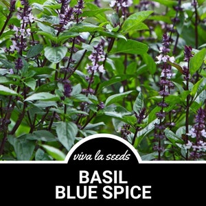 Basil, Blue Spice | 100 Seeds | Medicinal & Culinary Herb | Non GMO | Ocimum basilicum