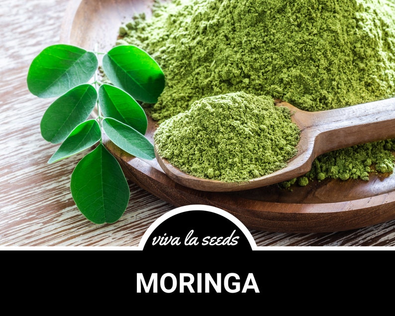 May include: A wooden bowl filled with green moringa powder, with a wooden spoon scooping out the powder. A sprig of fresh moringa leaves is next to the bowl. The text "viva la seeds" and "MORINGA" is below the bowl.