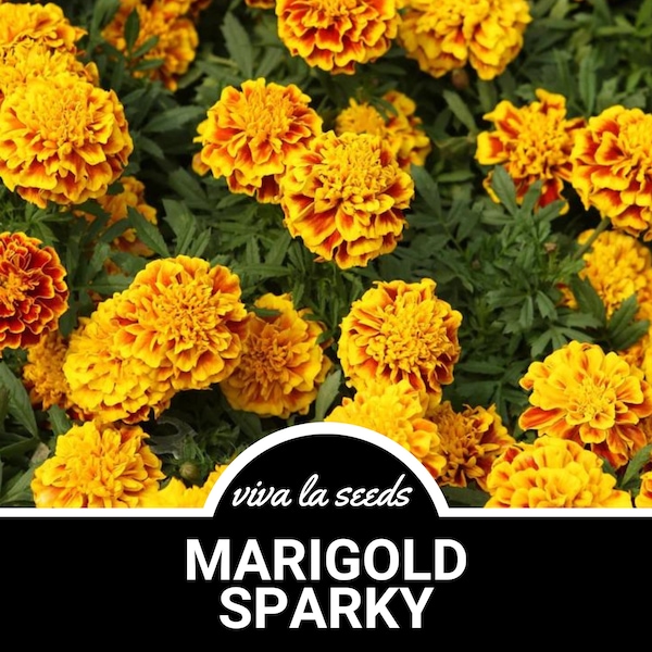 Marigold, Sparky | 100 Seeds | Medicinal Herb | Heirloom | Tagetes patula