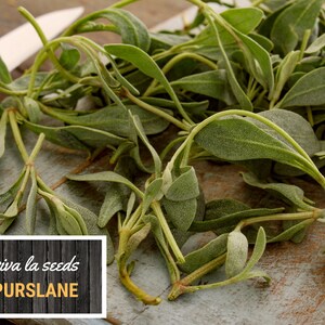 May include: A bunch of fresh green purslane on a wooden cutting board. The text "viva la seeds Purslane" is on a black and white wood background.