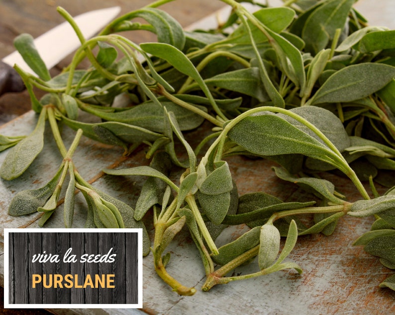 May include: A bunch of fresh green purslane on a wooden cutting board. The text "viva la seeds Purslane" is on a black and white wood background.